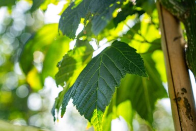Acer capillipes haute-tige 12/14