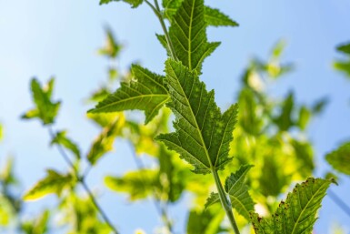 Acer capillipes haute-tige 12/14