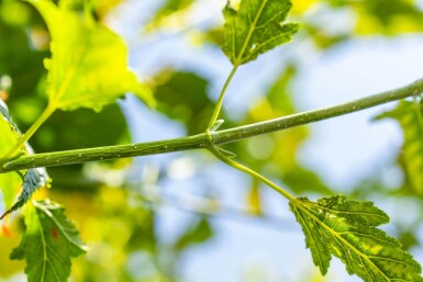 Acer capillipes haute-tige 12/14