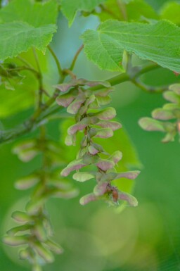 Acer capillipes haute-tige 12/14
