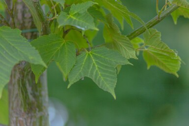 Acer capillipes haute-tige 12/14