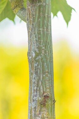 Acer capillipes haute-tige 12/14