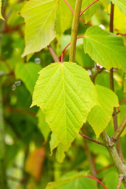 Acer capillipes haute-tige 12/14