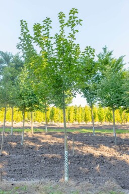Acer capillipes haute-tige 12/14