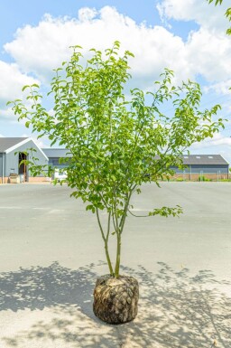 Acer davidii cépée 200-250