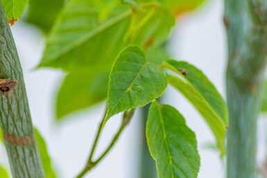 Acer davidii cépée 200-250