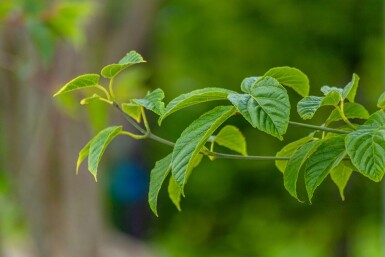 Acer davidii cépée 200-250