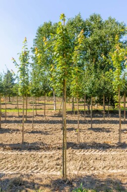 Acer x freemanii haute-tige