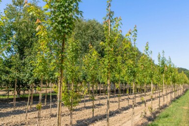 Acer x freemanii haute-tige 10/12
