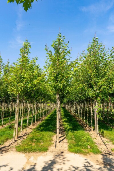 Acer x freemanii 'Autumn Blaze' haute-tige 10/12 cm