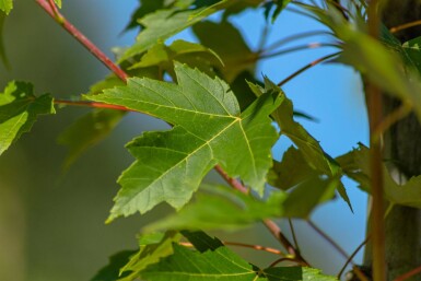 Acer x freemanii 'Autumn Blaze' cépée 200-250