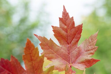 Acer x freemanii 'Autumn Blaze' cépée 200-250