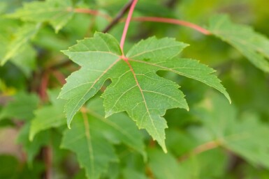 Acer x freemanii 'Autumn Blaze' cépée 200-250