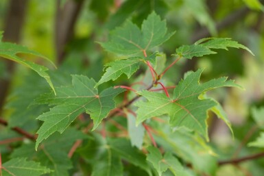 Acer x freemanii 'Autumn Blaze' cépée 200-250