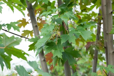 Acer x freemanii 'Autumn Blaze' cépée 200-250