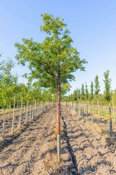 Acer griseum haute-tige 10/12
