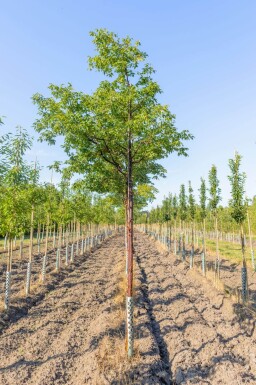 Acer griseum haute-tige