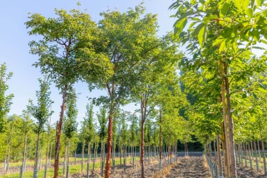 Acer griseum haute-tige