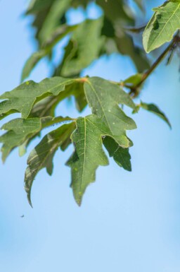 Acer griseum haute-tige 10/12