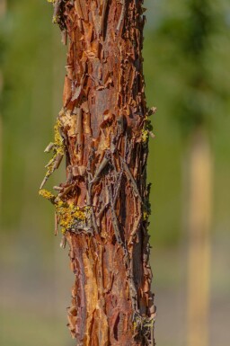 Acer griseum haute-tige 10/12