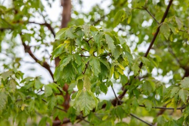 Acer griseum haute-tige 10/12
