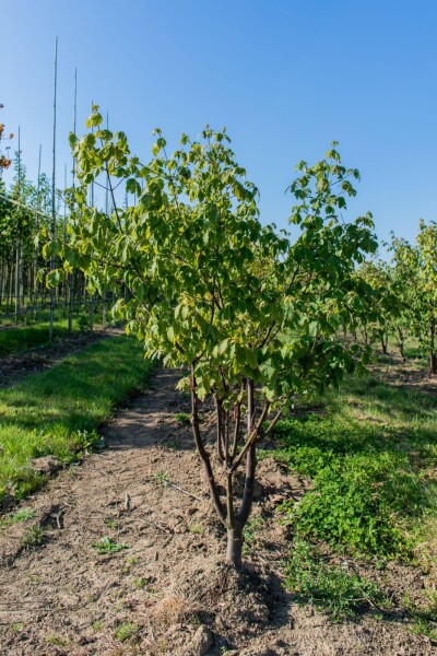 Acer griseum cépée 200-250