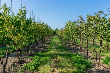 Acer griseum cépée 200-250