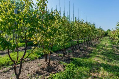 Acer griseum cépée 200-250