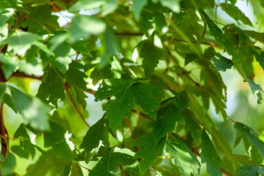 Acer griseum cépée 200-250