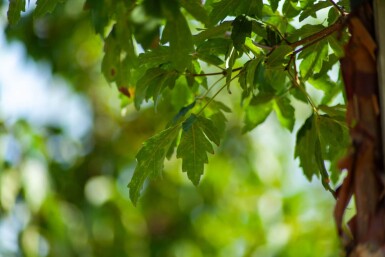Acer griseum cépée 200-250