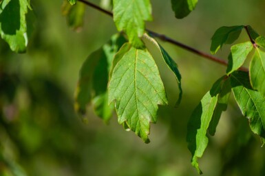 Acer griseum cépée 200-250