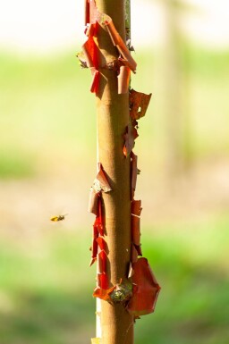 Acer griseum cépée 200-250