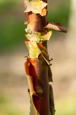 Acer griseum cépée 200-250