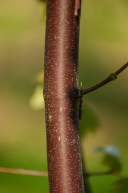 Acer griseum cépée 200-250
