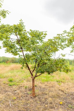 Acer griseum cépée 200-250