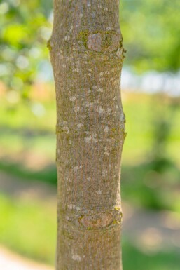 Acer monspessulanum cépée