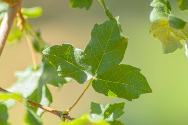 Acer monspessulanum cépée