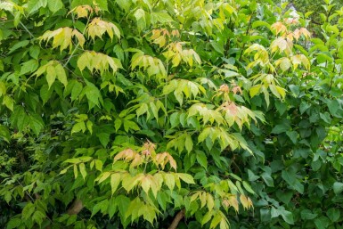 Acer negundo haute-tige 10/12