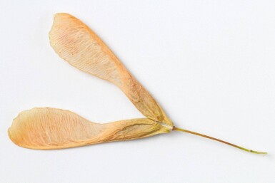 Acer negundo haute-tige 10/12