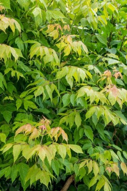 Acer negundo cépée