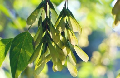 Acer negundo cépée