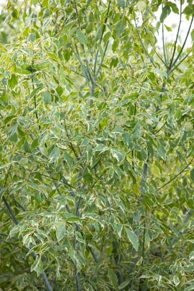 Acer negundo 'Variegatum' haute-tige 10/12 cm