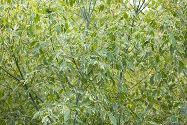 Acer negundo 'Variegatum' haute-tige 10/12 cm