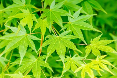 Acer palmatum haute-tige 14/16