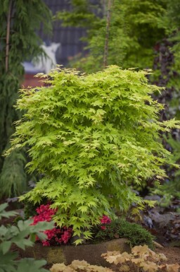 Acer palmatum haute-tige 14/16
