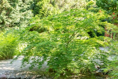 Acer palmatum haute-tige 14/16