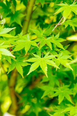 Acer palmatum cépée 200-250