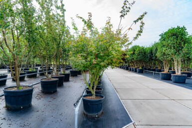 Acer palmatum 'Atropurpureum' cépée 200-250