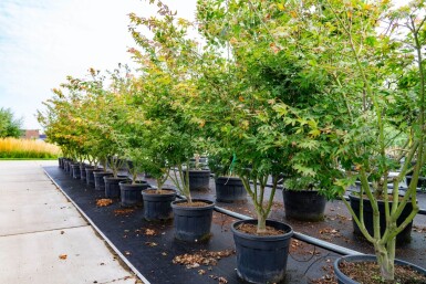 Acer palmatum 'Atropurpureum' cépée 200-250