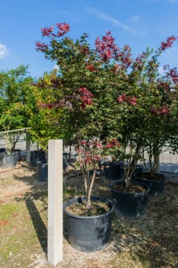 Acer palmatum 'Atropurpureum' cépée 200-250